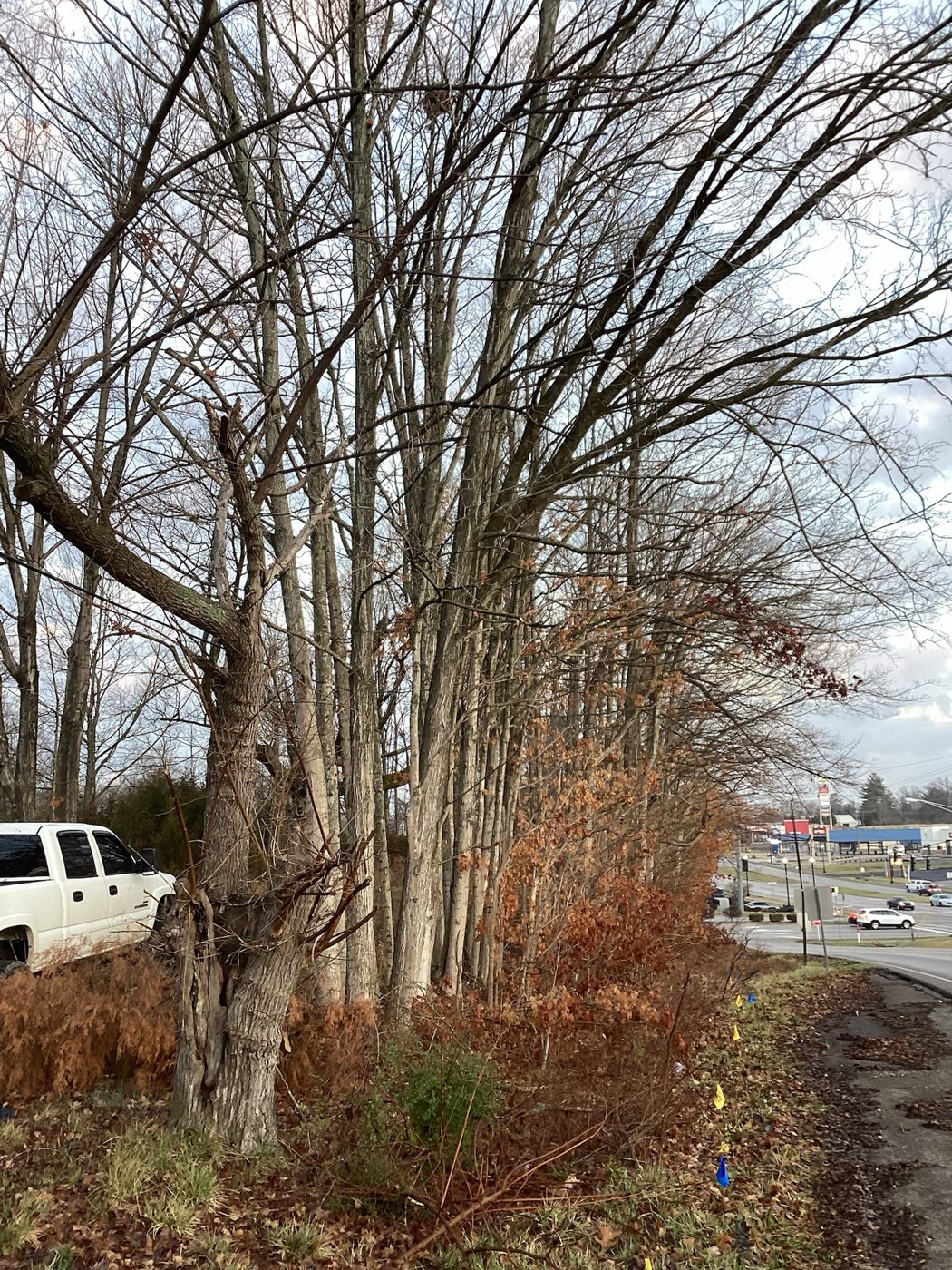 Bare hardwoods on the wooded lot before clearing, road at the left edge