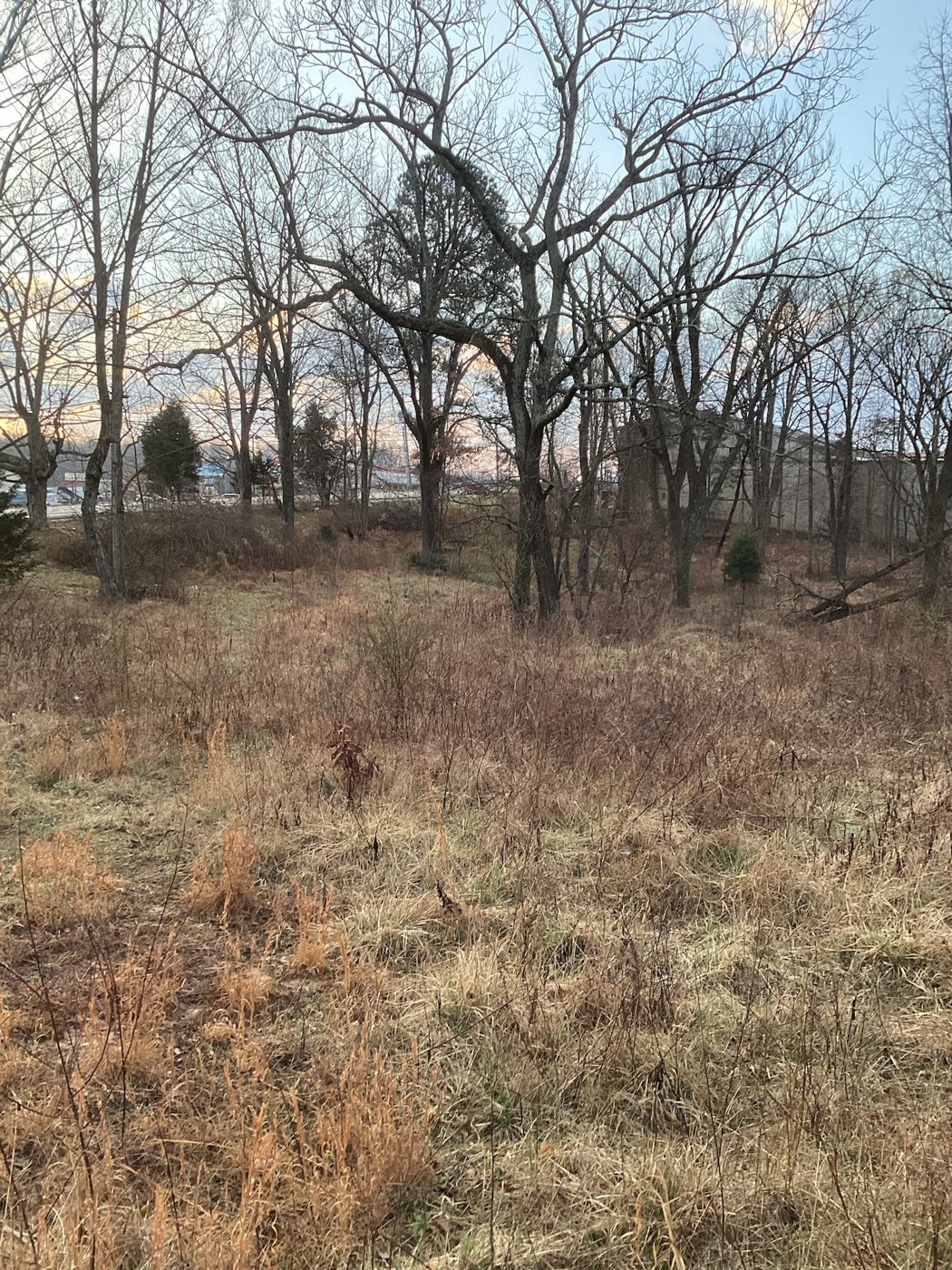 Brush and tree line across the raw site at dusk