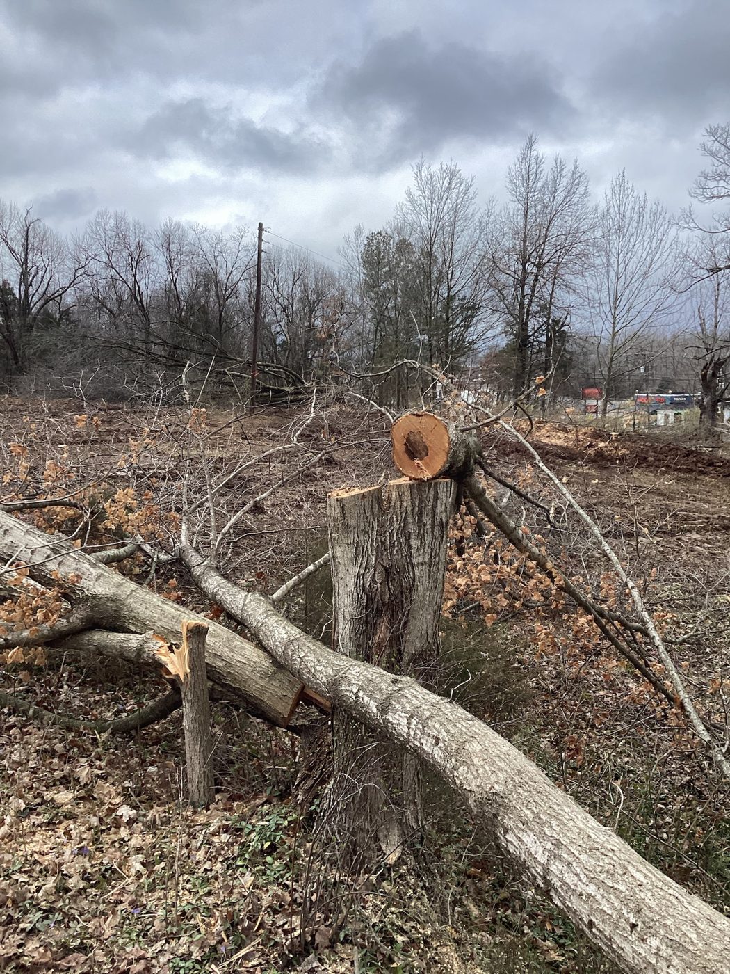 Felled trees and stumps on the ground during clearing