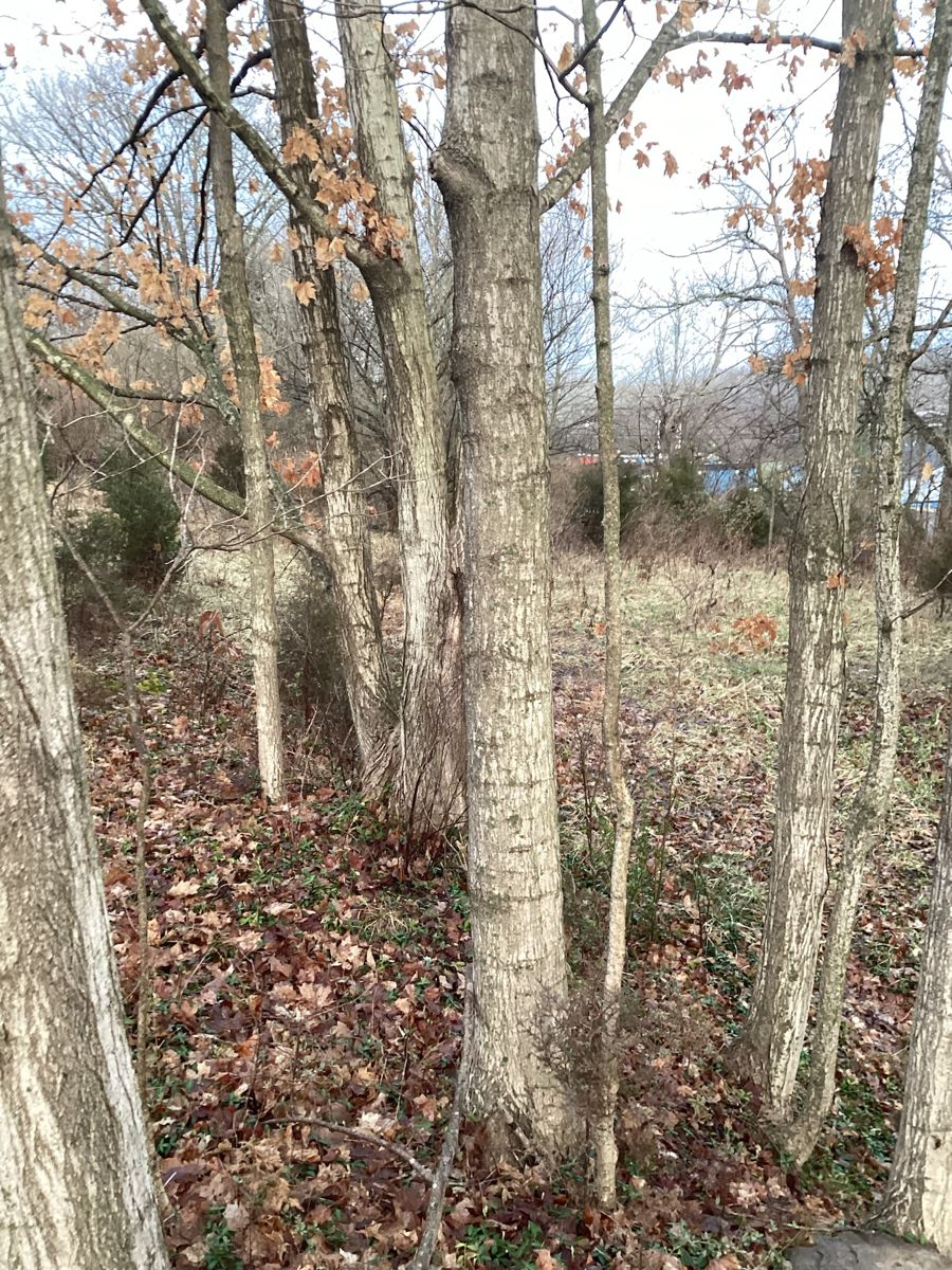 Bare trees on the wooded lot, roadside view
