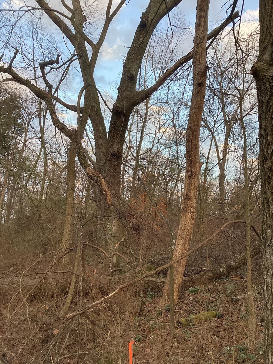 Wooded lot before clearing, tree line at last light